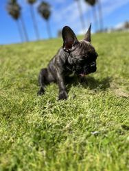 Frenchie needs Home!