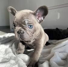 Home Trained French Bulldogs For Rehoming