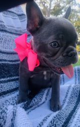 Adorable Female Frenchie