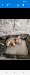 Female frenchie 4 months