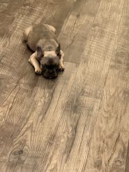 AKC Registered Female Fawn Frenchie