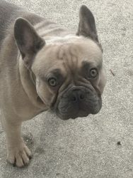 Frenchie For Sale