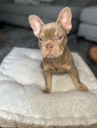 French Bulldog puppy’s looking for there forever home