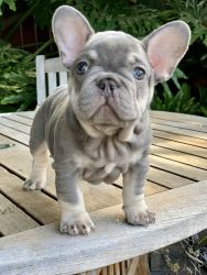 Frenchie male pup
