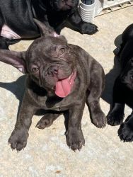 Frenchie puppies (akc) registered