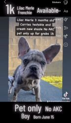 Lilac Merle French bulldog no akc pet only available