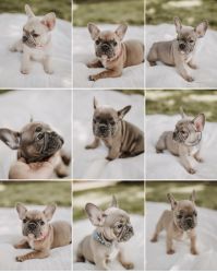 Frenchie cuties