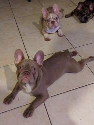 Ice Cube Fluffy Carriers French Bulldogs 4 months old