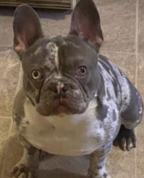 AKC registered French bulldog for sale