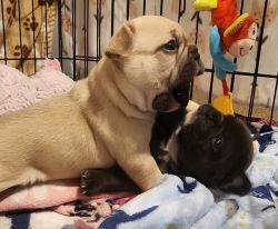 Coco Fawn Male Frenchie