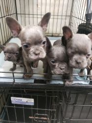 Frenchies 8 weeks old need for ever home they have 1st set of shots a