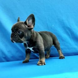 Very Playful French Bulldog Puppies Available