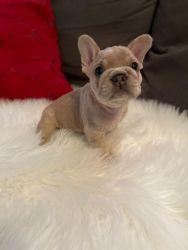 FRENCH BULL DOG PUPS FOR SALE FLUFFLY CARRIRES