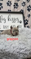 Grayson the frenchie