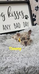 Timmy the Frenchie