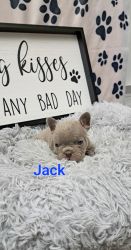 Jack the frenchies
