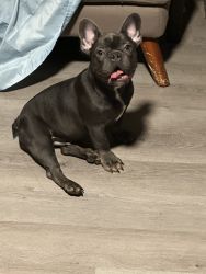 5 month old pure French bulldog puppies