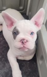 Beautiful Frenchies for sale