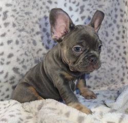 French Bulldog Puppies Looking 4 The Perfect Home