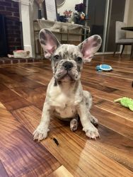 11 weeks old French Bulldogs for Sale Pure bred AKC Certified papers