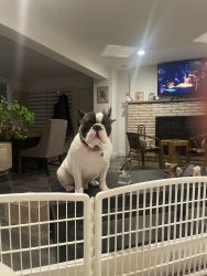 Walter, Healthy and handsome fresh Bulldog for sale