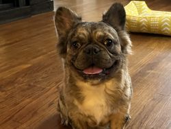Merle Male Fluffy Frenchie