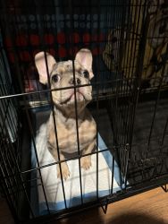 Frenchie For Sale