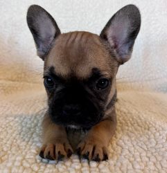 Frenchie Puppies - Fluffy Carriers