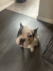 Pure bred French bull dog
