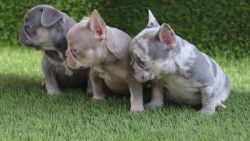 Exotic French Bulldogs