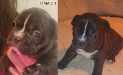 Adorable French Bulldog puppies looking for their furever home!