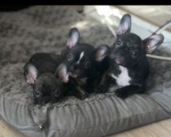 Frenchton puppies