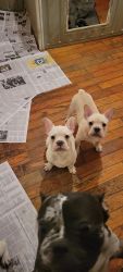 French Bulldog Puppies CKC Registered