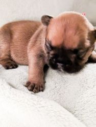 Purebred French bulldog puppies ready just in time for Christmas!