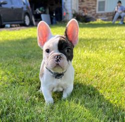 Frenchies looking to become part of your family