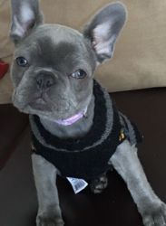 A9 month old Frenchie for sale