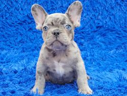 Limbo Blue Merle Male French Bulldog puppy