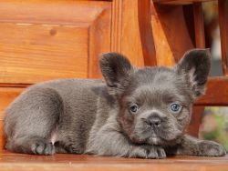 Dina Fluffy Blue Female French Bulldog puppy
