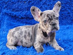 Rixe Blue Merle Female French Bulldog puppy