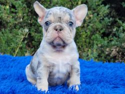 Micado Blue Tan Merle Male French Bulldog puppy