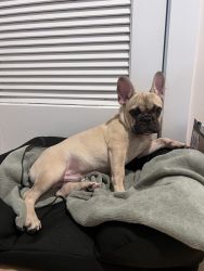 French Bulldog Puppy Looking for Home!