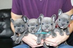 French Bulldogs for SALE