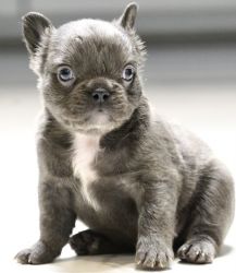 Fluffy French Bulldogs for sale