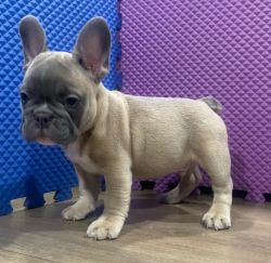 French Bulldog Puppies Available Now 9 weeks