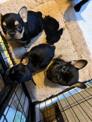 6 French bulldogs for sale
