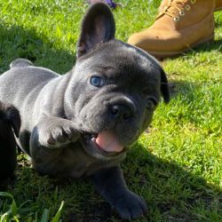Adorable French Bulldog Puppies for Sale - Limited Availability!