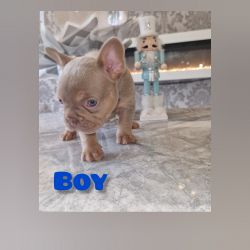 Top bloodline kc French bulldogs