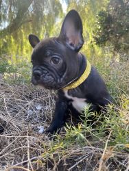 Adorable Female Frenchie