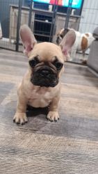 French bulldog puppies looking for lovely home. 8 weeks male and card,