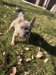 Frenchie x Bully Puppies